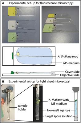 Beneficial and Pathogenic Arabidopsis Root-Interacting Fungi Differently Affect Auxin Levels and Responsive Genes During Early Infection